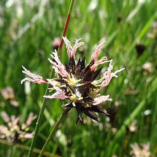 Jacquins Binse / Juncus jacquinii