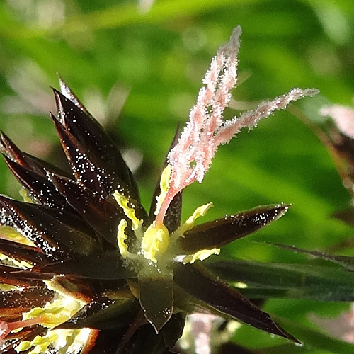 Jacquins Binse / Juncus jacquinii