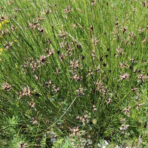 Jacquins Binse / Juncus jacquinii