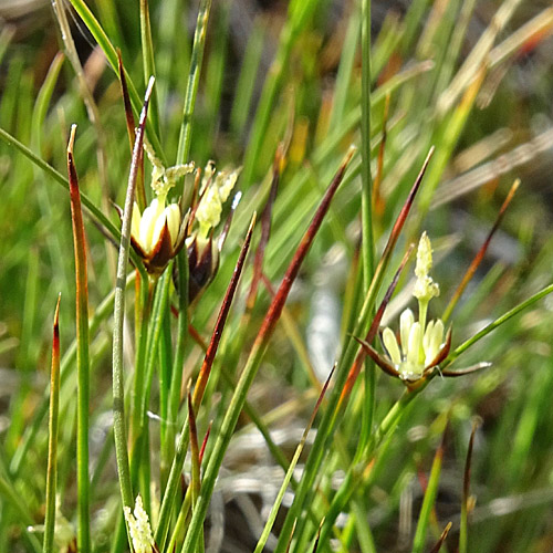 Einblütige Binse / Juncus monanthos