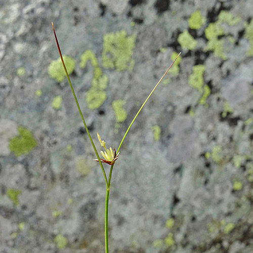 Einblütige Binse / Juncus monanthos