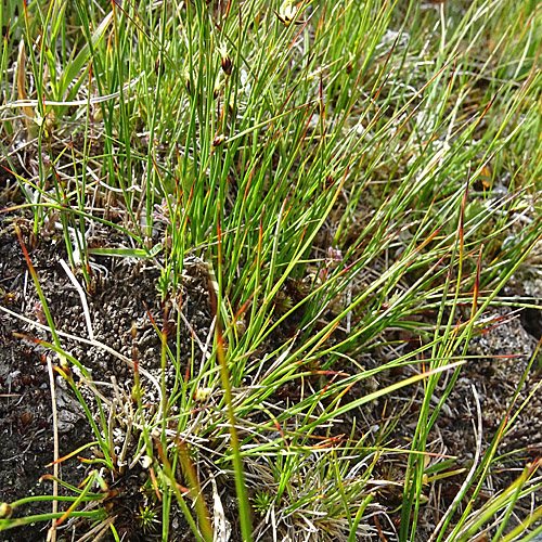 Einblütige Binse / Juncus monanthos