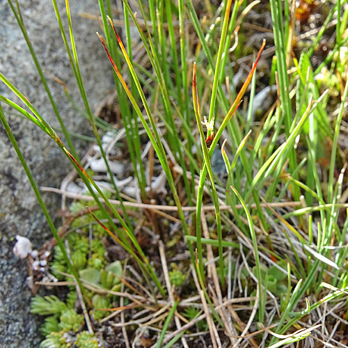 Einblütige Binse / Juncus monanthos