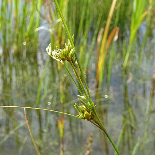 Zarte Binse / Juncus tenuis