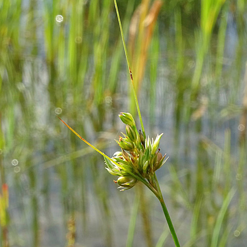 Zarte Binse / Juncus tenuis