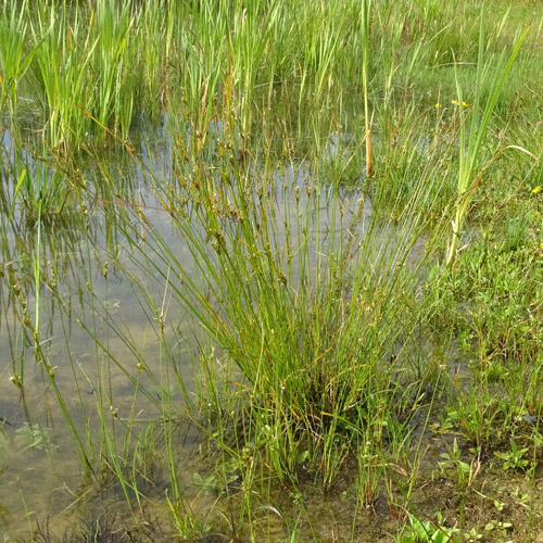 Zarte Binse / Juncus tenuis