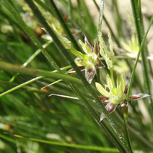 Dreiblatt-Binse / Juncus trifidus