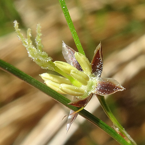 Dreiblatt-Binse / Juncus trifidus