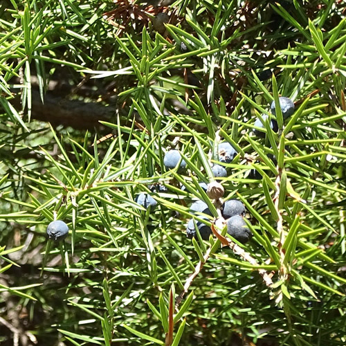 Gewöhnlicher Wacholder / Juniperus communis