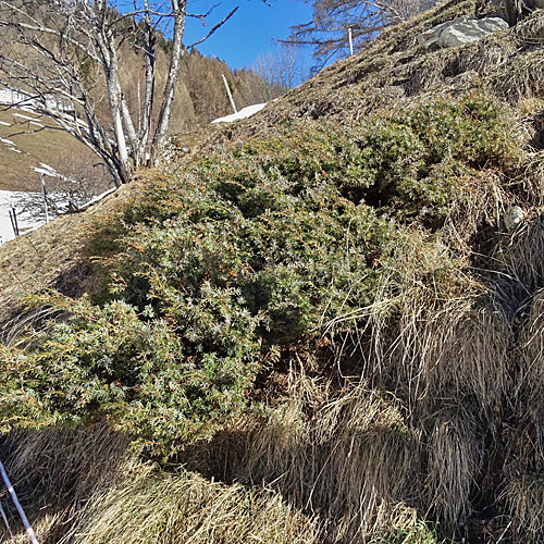 Gewöhnlicher Wacholder / Juniperus communis