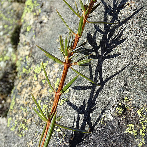 Gewöhnlicher Wacholder / Juniperus communis