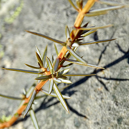 Gewöhnlicher Wacholder / Juniperus communis