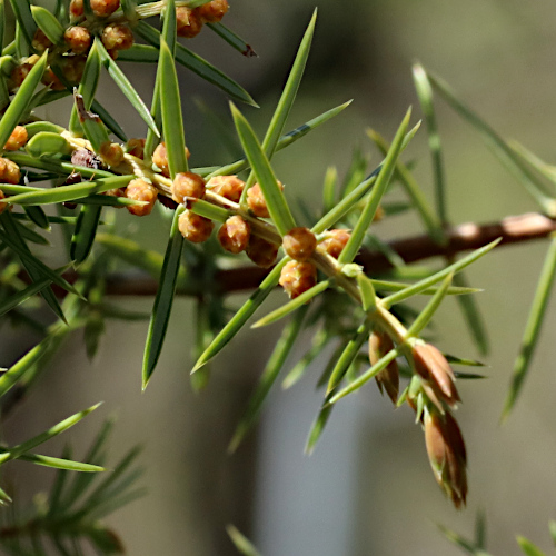 Gewöhnlicher Wacholder / Juniperus communis