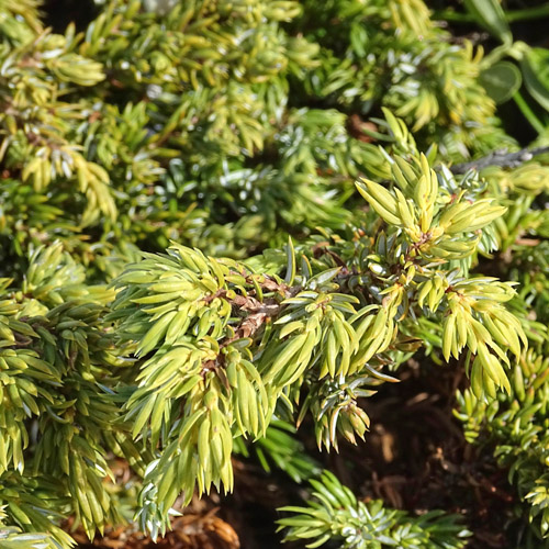 Zwerg-Wacholder / Juniperus communis subsp. alpina