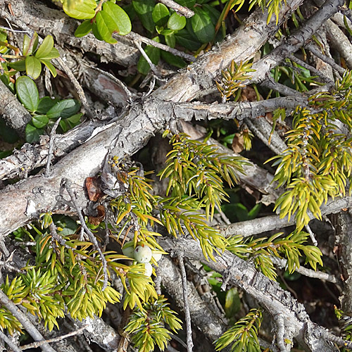 Zwerg-Wacholder / Juniperus communis subsp. alpina