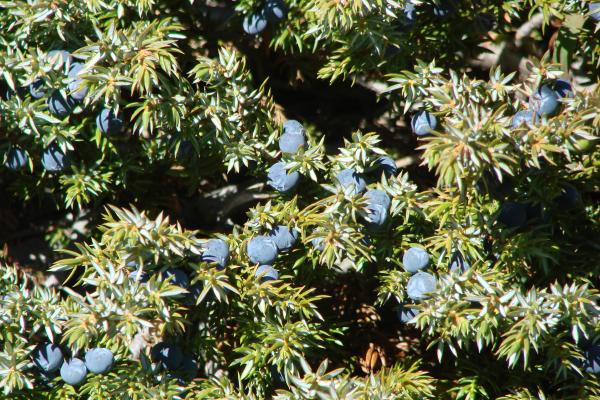 Zwerg-Wacholder / Juniperus communis subsp. alpina