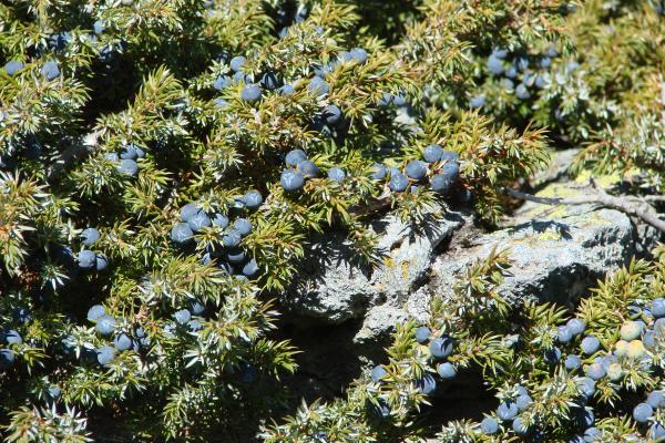 Zwerg-Wacholder / Juniperus communis subsp. alpina