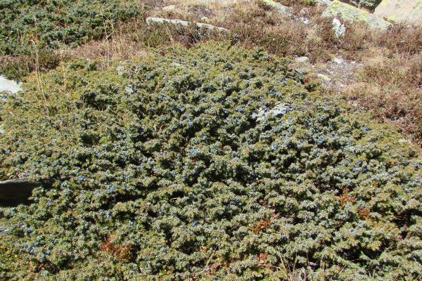 Zwerg-Wacholder / Juniperus communis subsp. alpina