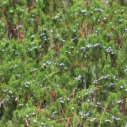 Sefistrauch / Juniperus sabina