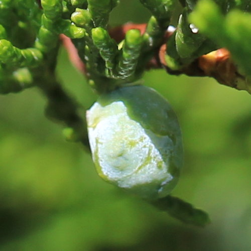 Sefistrauch / Juniperus sabina