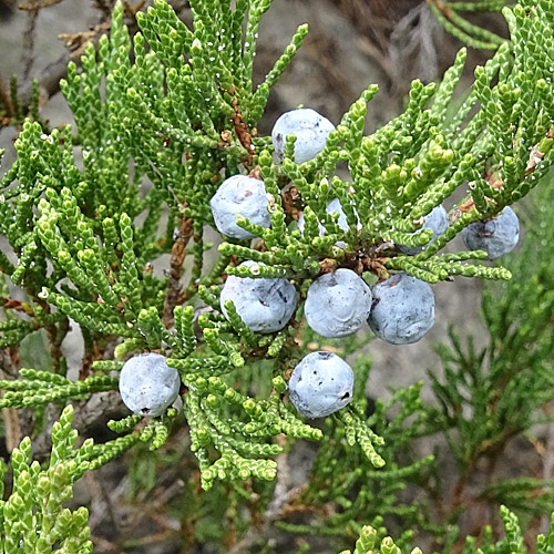 Sefistrauch / Juniperus sabina