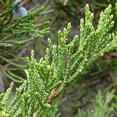 Sefistrauch / Juniperus sabina