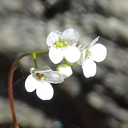 Felsen-Kugelschötchen / Kernera saxatilis