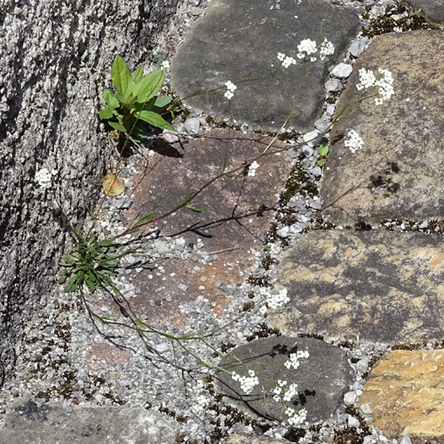 Felsen-Kugelschötchen / Kernera saxatilis