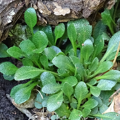 Felsen-Kugelschötchen / Kernera saxatilis