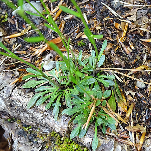 Felsen-Kugelschötchen / Kernera saxatilis