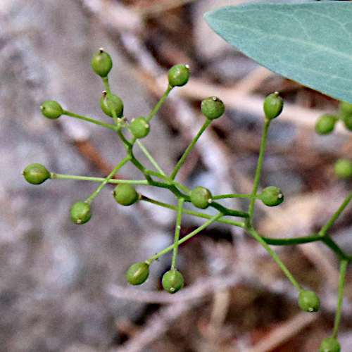 Felsen-Kugelschötchen / Kernera saxatilis