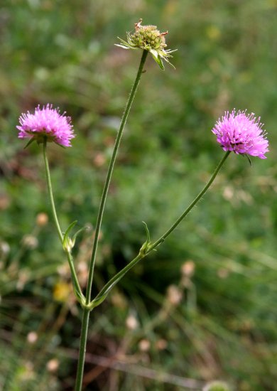 Feld-Witwenblume / Knautia arvensis