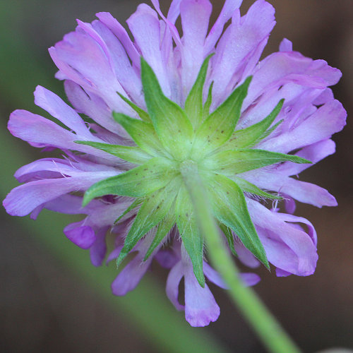 Feld-Witwenblume / Knautia arvensis