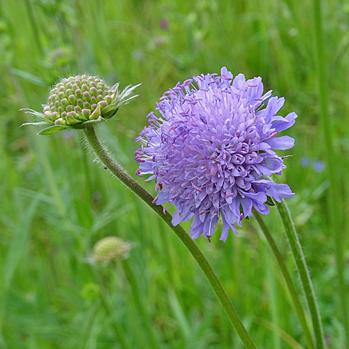 Feld-Witwenblume / Knautia arvensis