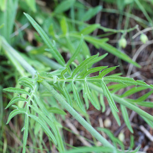 Feld-Witwenblume / Knautia arvensis