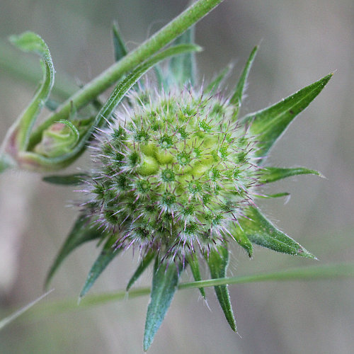 Feld-Witwenblume / Knautia arvensis