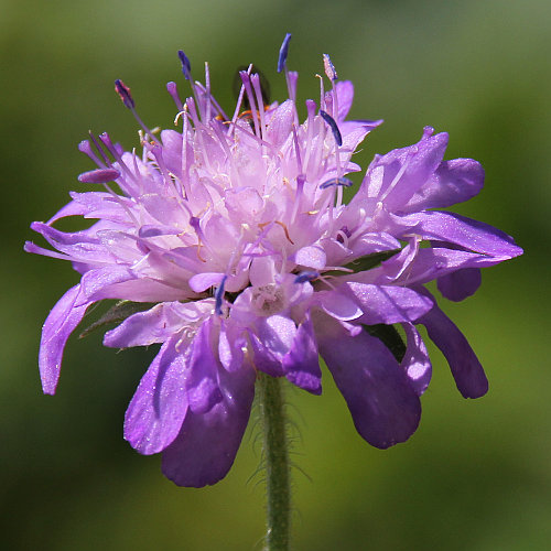 Wald-Witwenblume / Knautia dipsacifolia