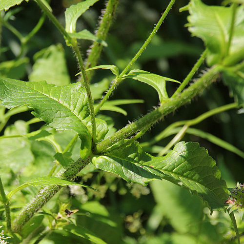 Wald-Witwenblume / Knautia dipsacifolia