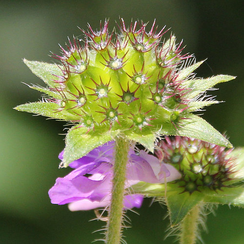 Wald-Witwenblume / Knautia dipsacifolia