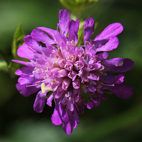 Wald-Witwenblume / Knautia dipsacifolia