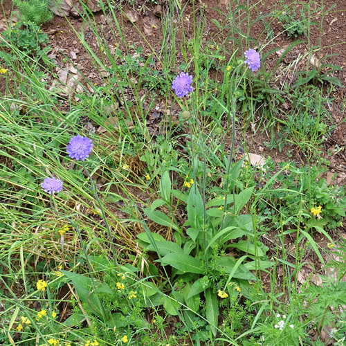 Wald-Witwenblume / Knautia dipsacifolia