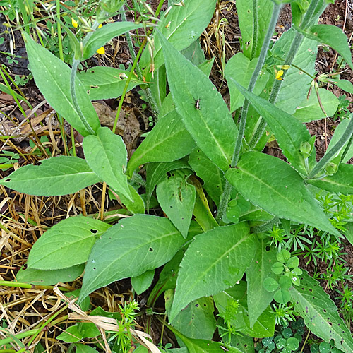 Wald-Witwenblume / Knautia dipsacifolia