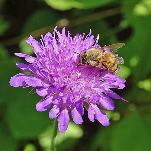 Ungarische Witwenblume / Knautia drymeia