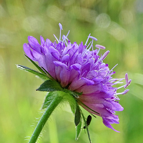 Ungarische Witwenblume / Knautia drymeia