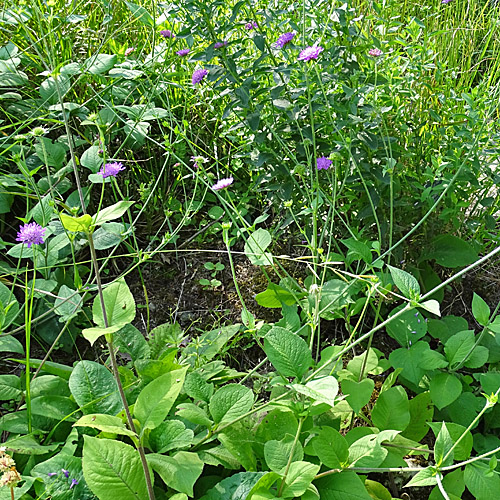 Ungarische Witwenblume / Knautia drymeia