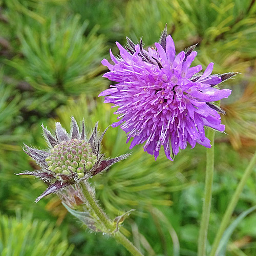 Langblättrige Witwenblume / Knautia longifolia