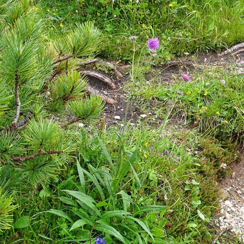 Langblättrige Witwenblume / Knautia longifolia