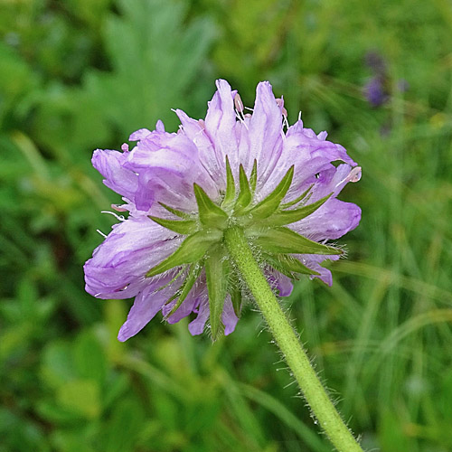 Langblättrige Witwenblume / Knautia longifolia