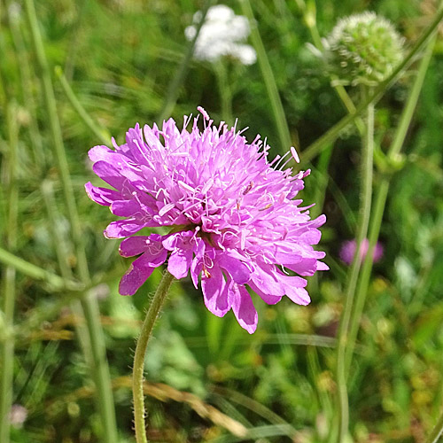 Purpur-Witwenblume / Knautia purpurea