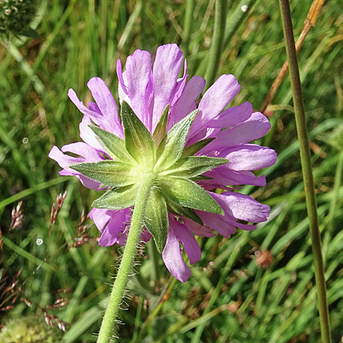 Purpur-Witwenblume / Knautia purpurea